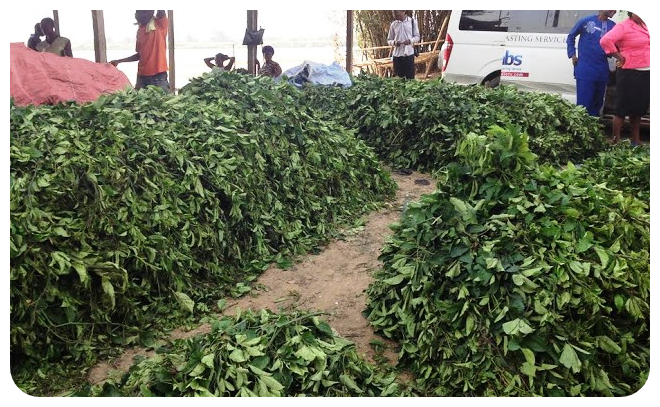 UGU LEAVE transportation supply Wajoni Farming Agriculture Invest Investing nigeria agro agribusiness